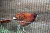 ueno_zoo_5647_mini.jpg
