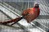 ueno_zoo_5648_mini.jpg