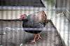 ueno_zoo_5650_mini.jpg