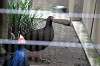 ueno_zoo_5653_mini.jpg