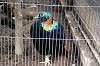 ueno_zoo_5657_mini.jpg