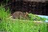 ueno_zoo_5658_mini.jpg