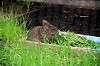 ueno_zoo_5659_mini.jpg
