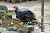 ueno_zoo_5661_mini.jpg