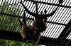 ueno_zoo_5665_mini.jpg