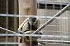 ueno_zoo_5666_mini.jpg