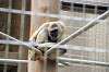 ueno_zoo_5667_mini.jpg