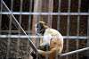 ueno_zoo_5668_mini.jpg