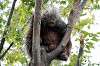 ueno_zoo_5669_mini.jpg