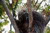 ueno_zoo_5671_mini.jpg