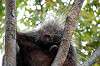 ueno_zoo_5673_mini.jpg