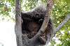 ueno_zoo_5675_mini.jpg