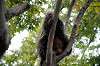 ueno_zoo_5677_mini.jpg