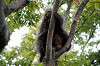 ueno_zoo_5678_mini.jpg