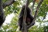 ueno_zoo_5679_mini.jpg