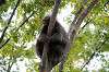 ueno_zoo_5681_mini.jpg