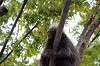 ueno_zoo_5682_mini.jpg