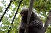 ueno_zoo_5683_mini.jpg