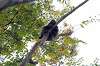 ueno_zoo_5685_mini.jpg
