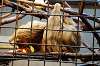ueno_zoo_5687_mini.jpg