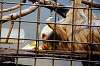 ueno_zoo_5690_mini.jpg