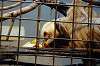 ueno_zoo_5691_mini.jpg