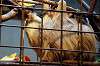 ueno_zoo_5692_mini.jpg