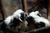 ueno_zoo_5697_mini.jpg