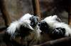 ueno_zoo_5698_mini.jpg