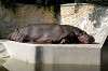 ueno_zoo_5699_mini.jpg
