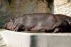 ueno_zoo_5701_mini.jpg