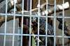 ueno_zoo_5702_mini.jpg