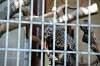ueno_zoo_5703_mini.jpg