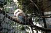 ueno_zoo_5704_mini.jpg