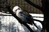 ueno_zoo_5705_mini.jpg