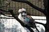 ueno_zoo_5706_mini.jpg