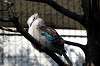 ueno_zoo_5708_mini.jpg