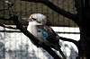 ueno_zoo_5709_mini.jpg