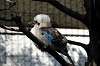 ueno_zoo_5710_mini.jpg
