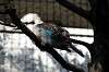 ueno_zoo_5711_mini.jpg