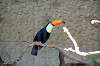 ueno_zoo_5713_mini.jpg