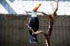 ueno_zoo_5714_mini.jpg