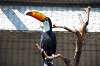 ueno_zoo_5717_mini.jpg