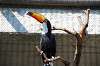 ueno_zoo_5718_mini.jpg