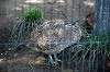 ueno_zoo_5719_mini.jpg