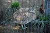 ueno_zoo_5720_mini.jpg