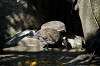 ueno_zoo_5721_mini.jpg