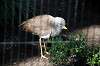 ueno_zoo_5722_mini.jpg