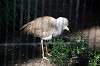 ueno_zoo_5723_mini.jpg