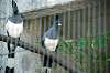 ueno_zoo_5727_mini.jpg